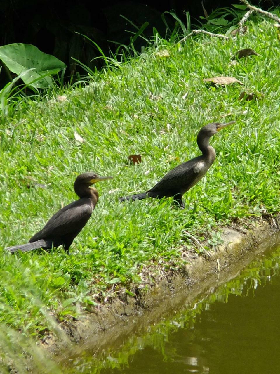 Sonarte Reserva Natural Cordoba  Luaran gambar